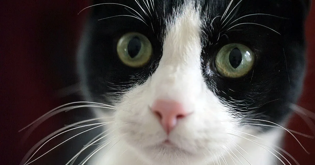 She Set up a Hidden Camera. Now Watch What the Cat Does... Wow!