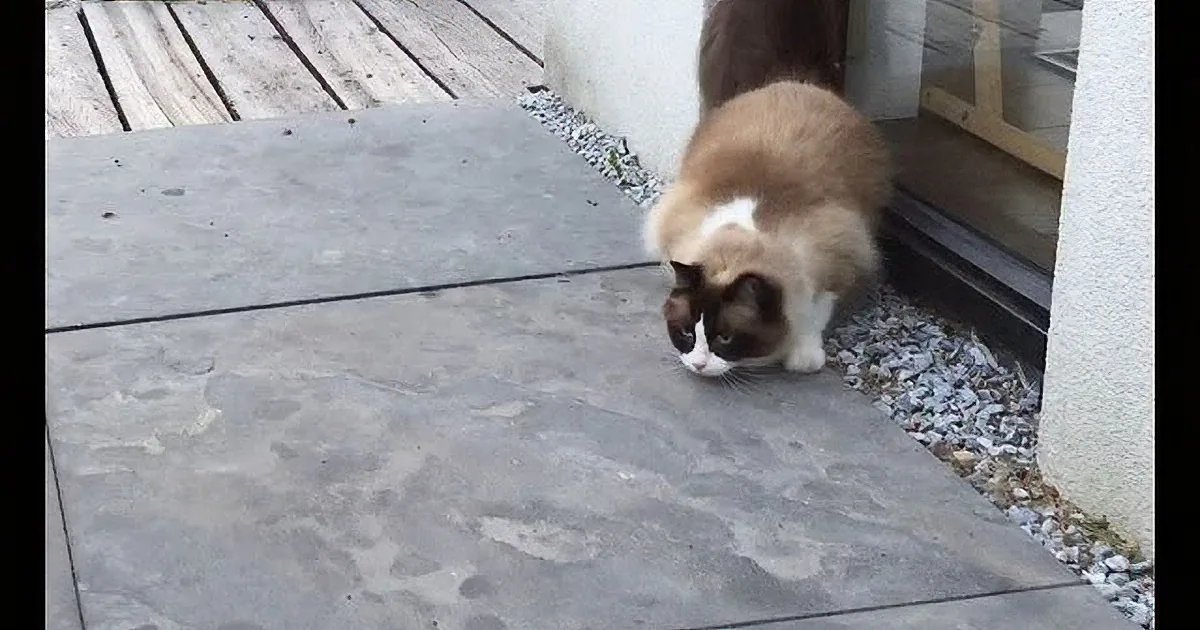 A cat with a white and brown coat stands on a stone patio, looking down.