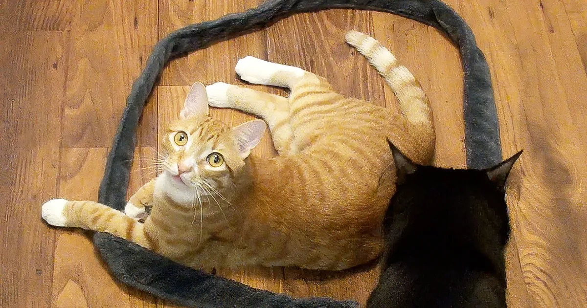 How to Trap a Cat Using Only One Item! LOL!
