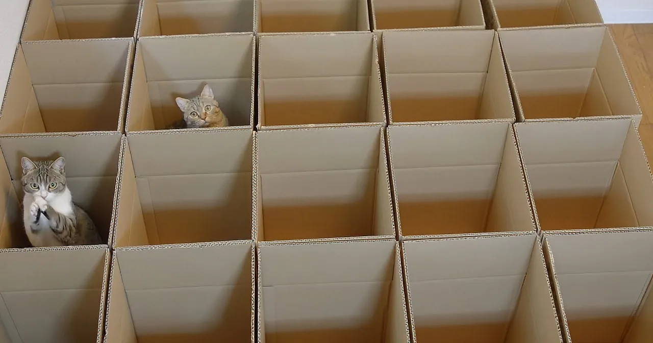 Three cats peek out from within a maze of cardboard boxes, creating a playful and curious scene.