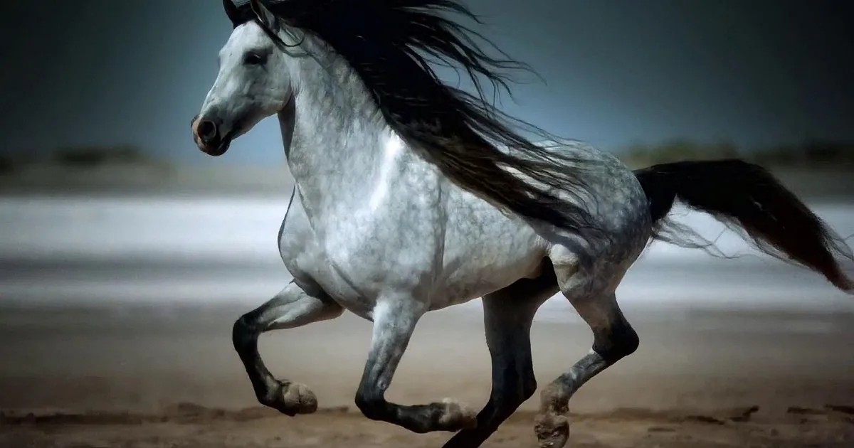 A white horse with a black mane and tail gallops across a sandy surface, its legs extended in motion.