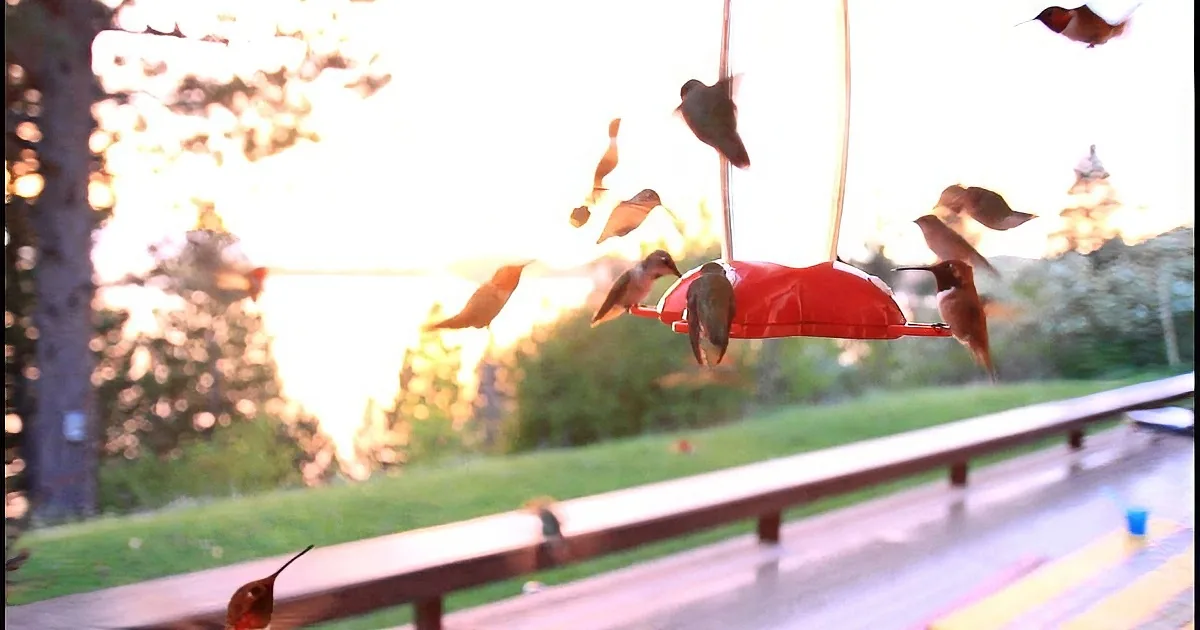Hummingbirds gather around a red feeder, with one perched on a bench in the foreground.