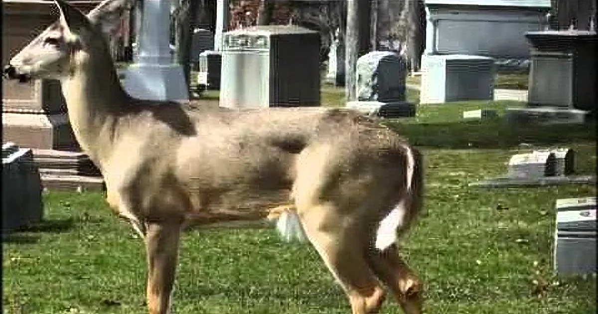 A deer stands on grass near tombstones in a cemetery.