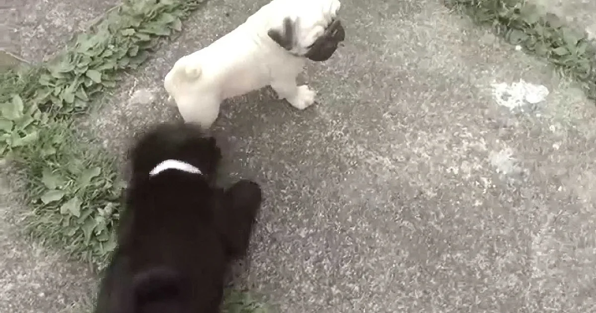 A white dog stands on a concrete surface, facing a black dog with a white stripe, both appearing to interact.
