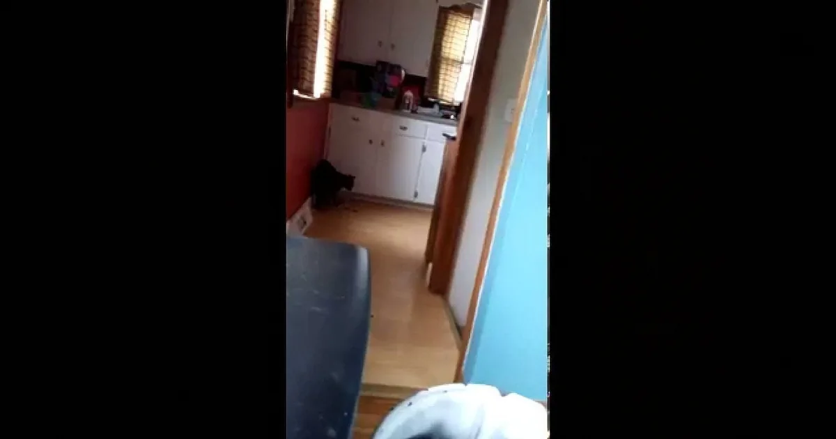 My Cat Plays Fetch Better Than My Dog!