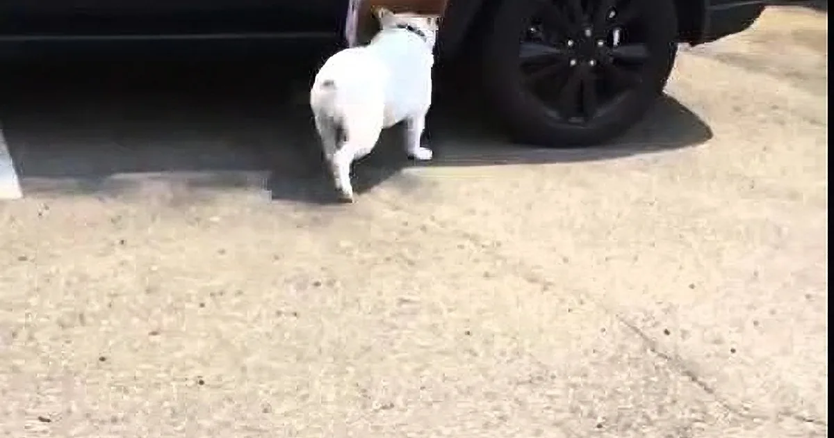English Bulldog Hilariously Walks Around With a Box on His Head! LOL!