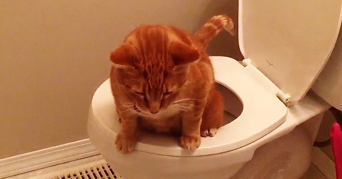 An orange tabby cat is perched on the rim of a toilet, looking down with its tail raised.