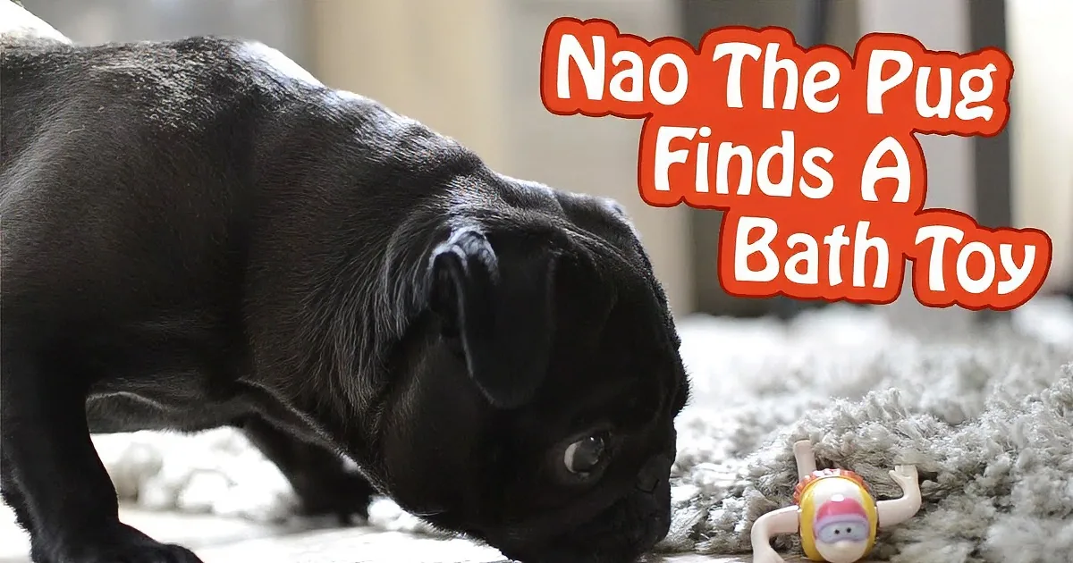 Nao the Pug Is Scared of Her New Toy! LOL!