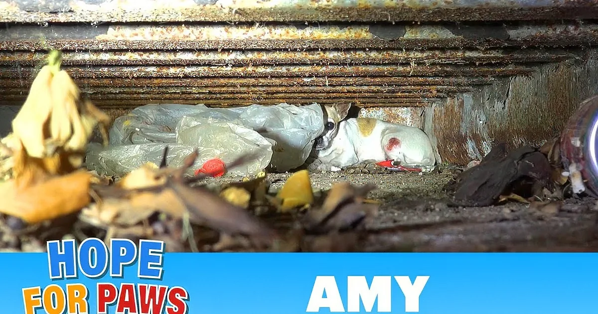 Injured Chihuahua Is Finally Rescued From Her Nightmare! OMG!