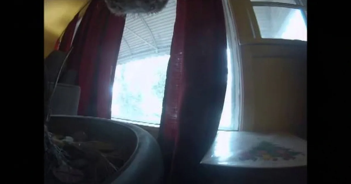 Man Sets up a Camera to Spy on His Dog; He Never Expected This!