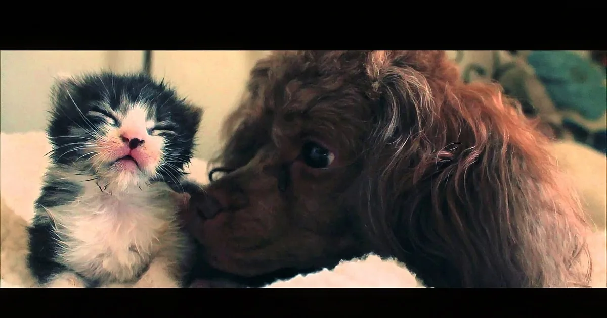 A fluffy kitten and a brown, curly-haired puppy are resting together on a soft surface.