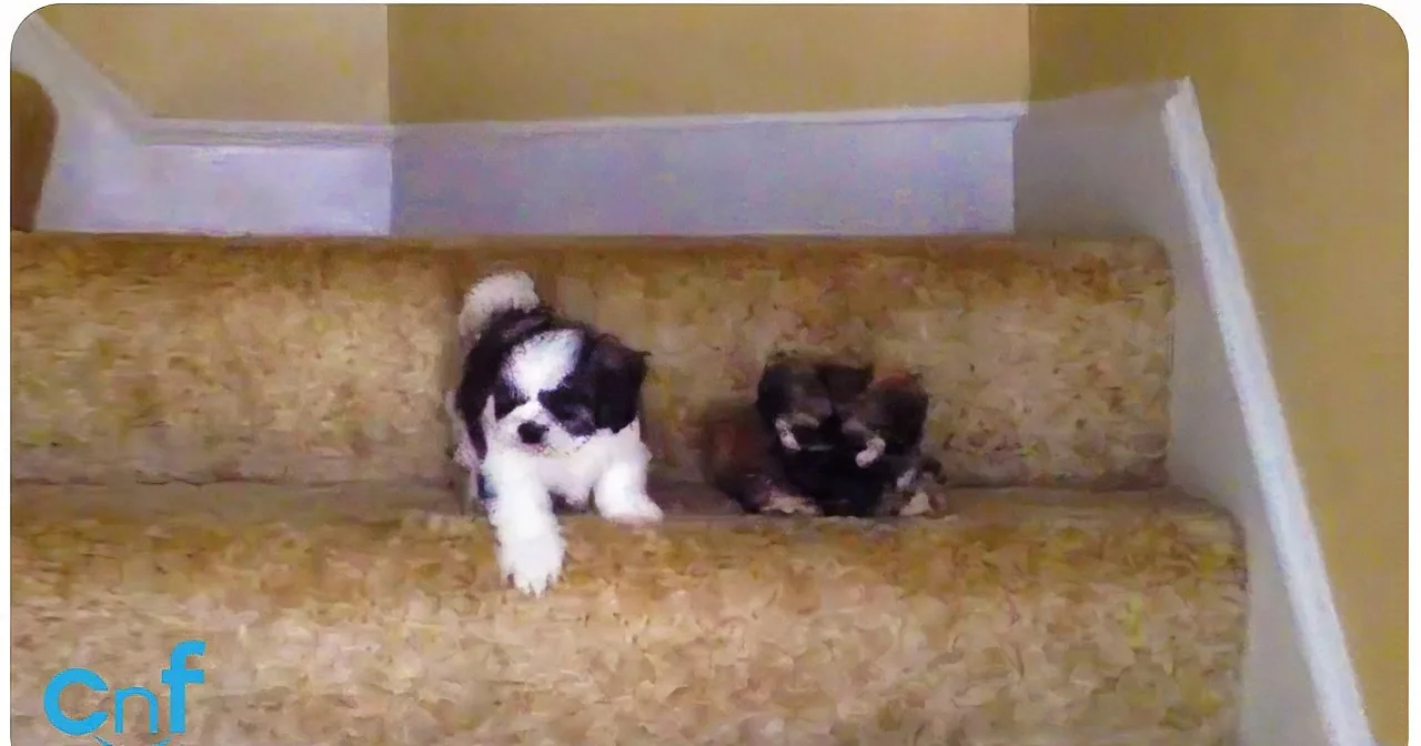 Puppy''s First Adventure Down the Stairs; She Gets a Little Help From Her Friends!