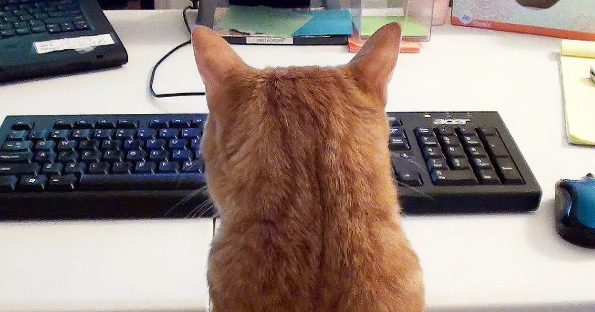 An orange cat sits at a desk, facing a keyboard, with a computer mouse nearby.