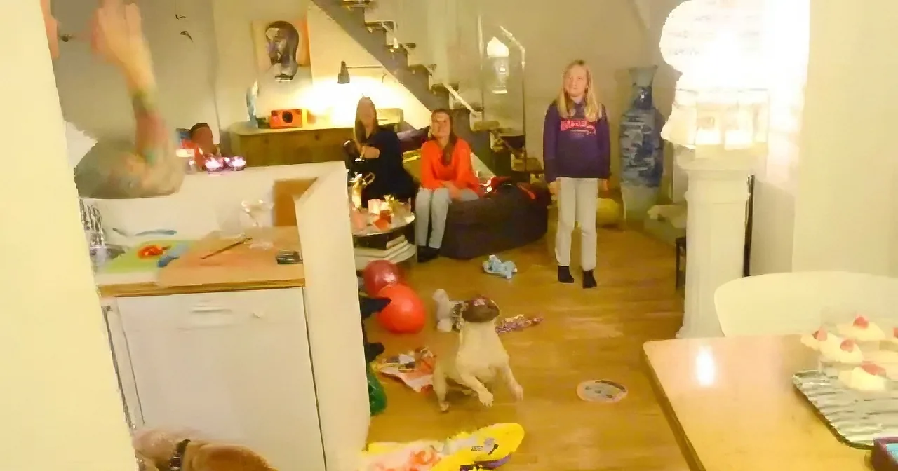 French Bulldog Skillfully Keeps Balloon From Hitting the Ground! Wow!