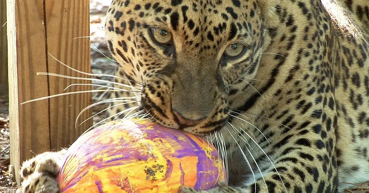 Watch as These Big Cats Get Visited by the Easter Bunny! Wow!