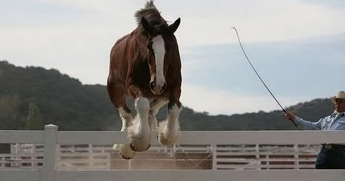 A brown horse with a white blaze leaps over a fence, held by a handler.