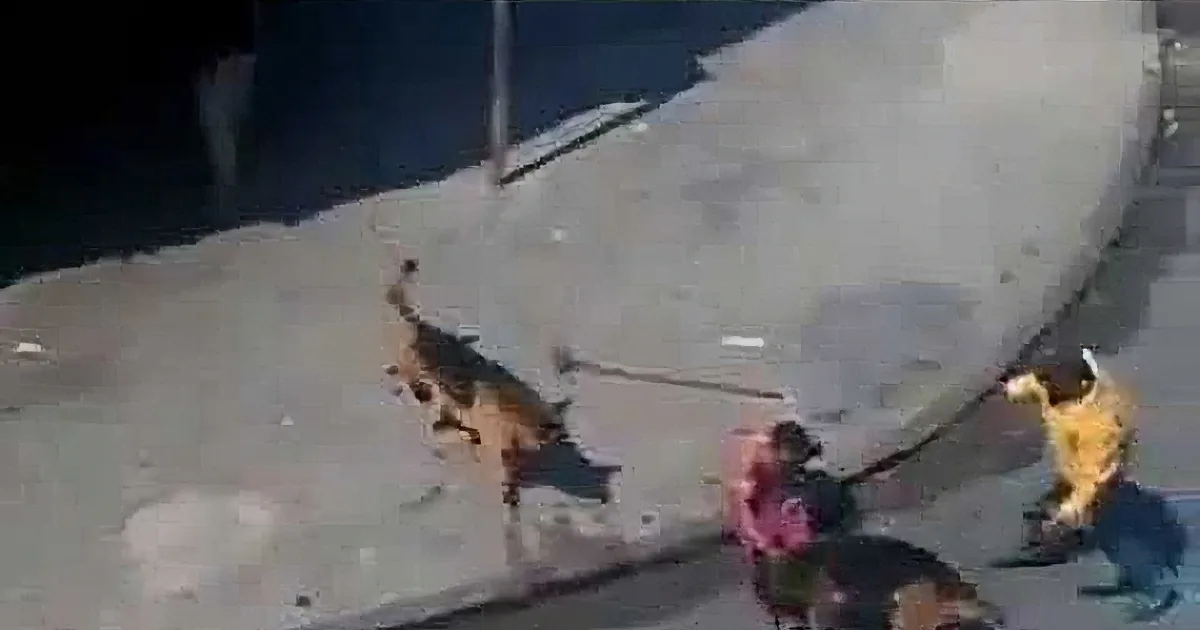 A dog on a leash is being pulled by a person in a crowded area.