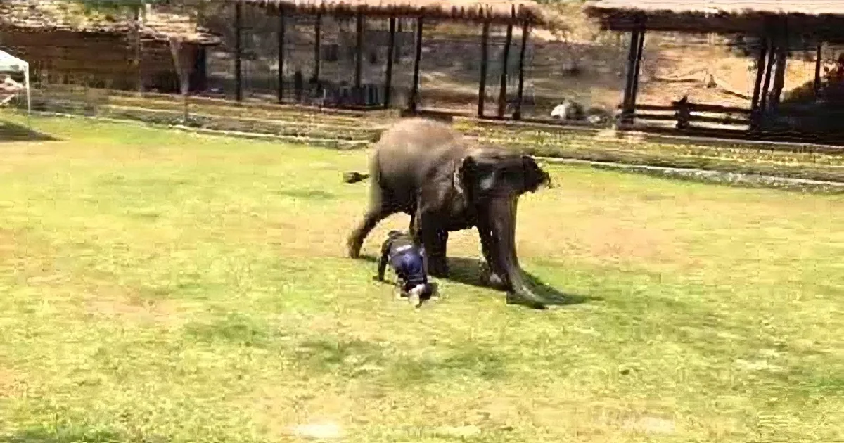This Elephant Watches Her Caretaker Collapse Face Down Onto the Ground. Her Reaction? Wow!