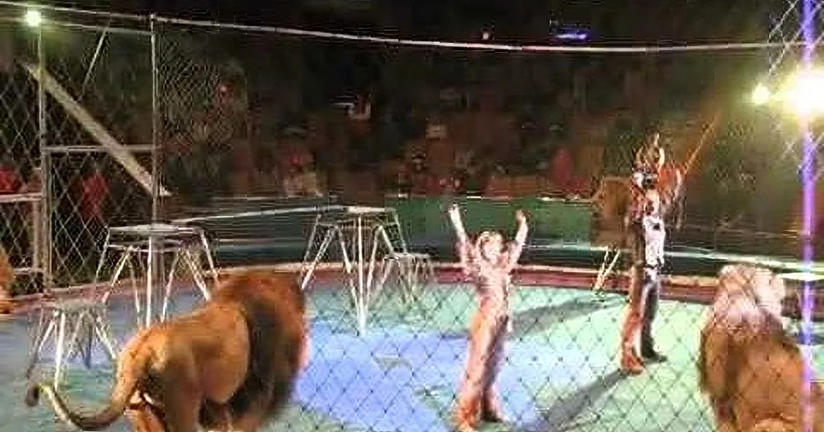 A lion stands in a circus ring as a child raises their arms, surrounded by spectators and barriers.