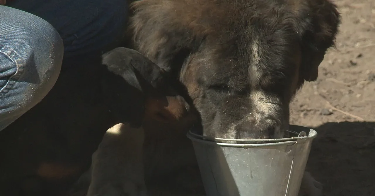 A dog is drinking from a metal bucket while a person in jeans sits nearby.