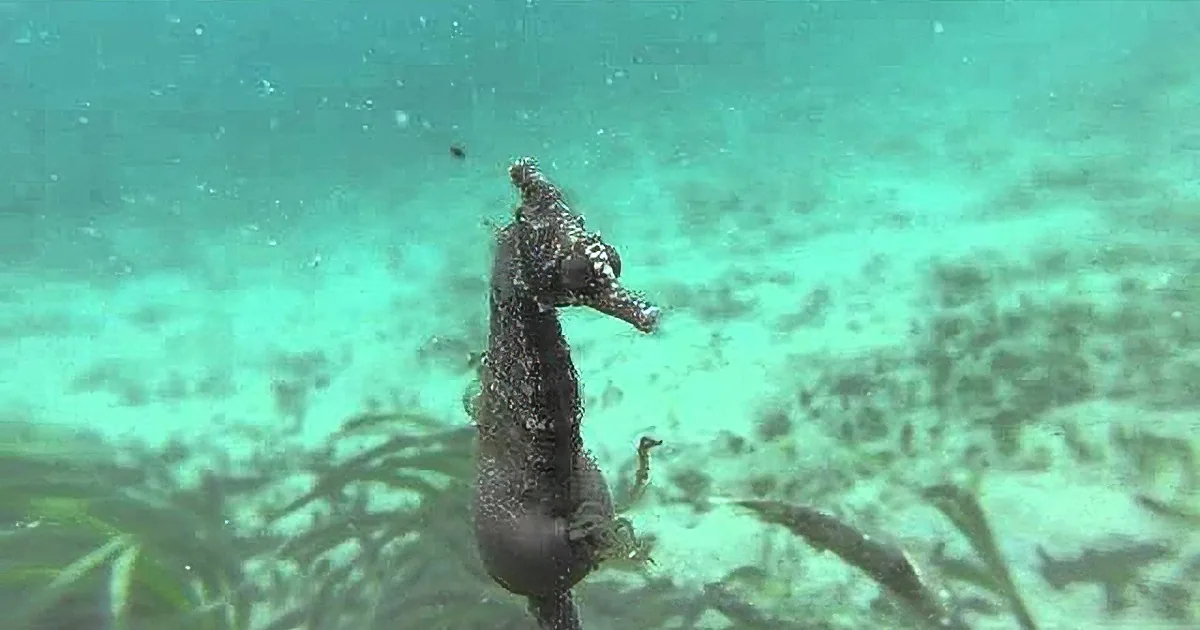 Divers Came Across a Pregnant Male Seahorse. When They Moved Closer, Watch What Happened!