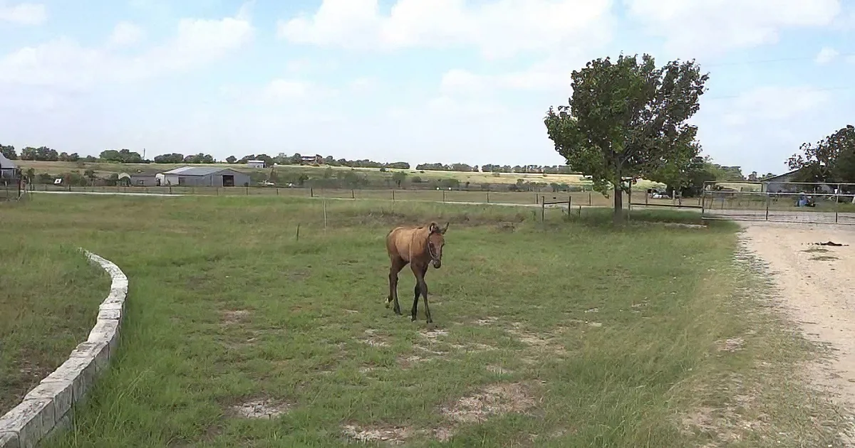 This Baby Horse Is Frightened and Lost. Now Watch What Happens When His Mom Comes Over...