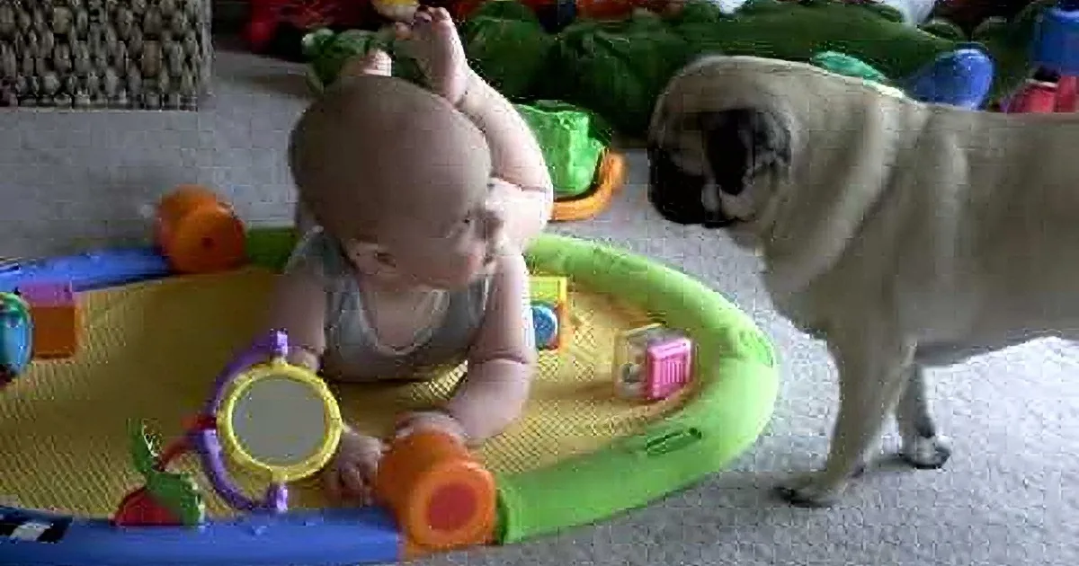 A baby sits on a play mat surrounded by toys, interacting with a pug dog.