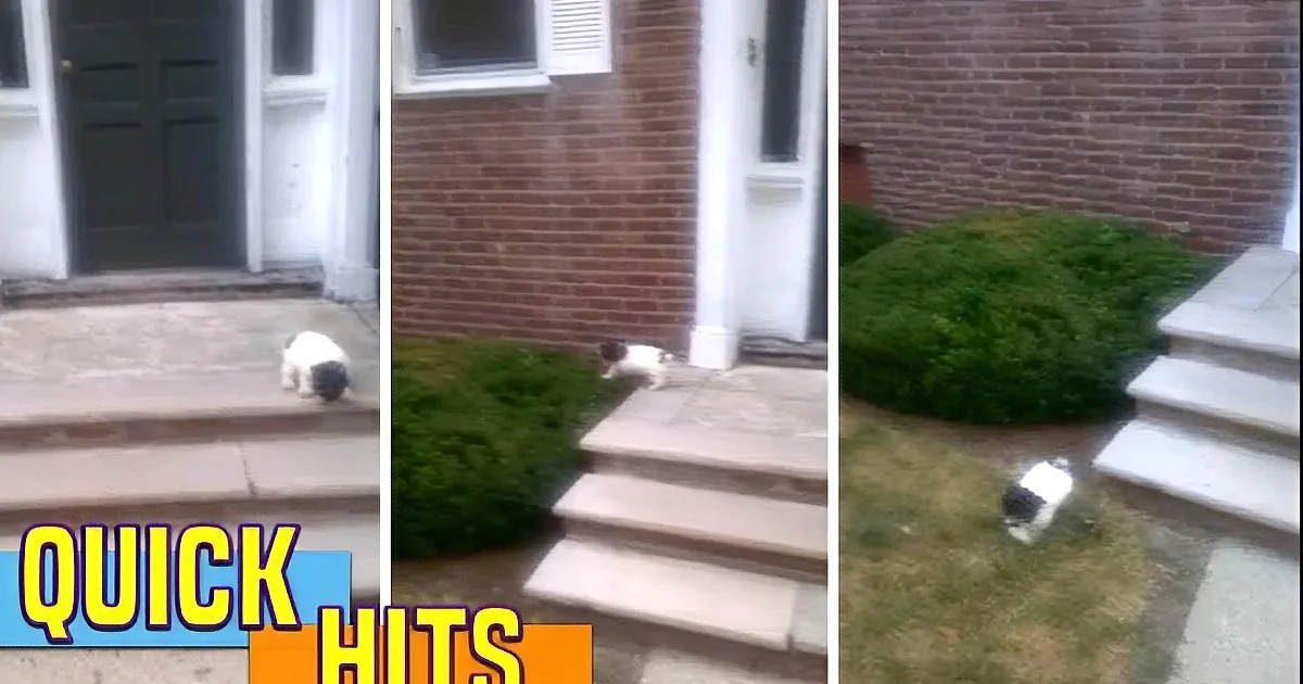 A black-and-white cat explores a suburban front yard, climbing steps and sniffing bushes.
