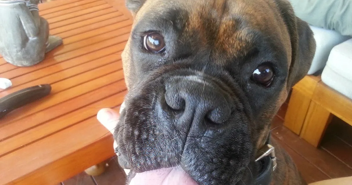 A close-up of a Boxer dog with a wrinkled face, looking directly at the camera.