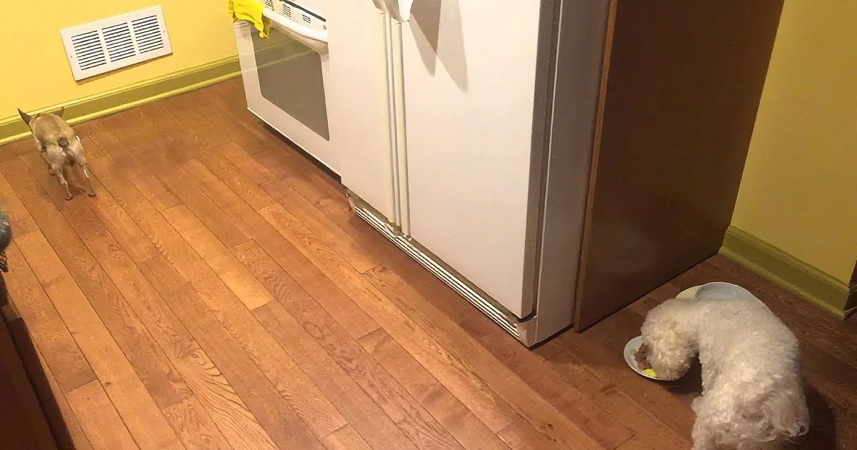 A fluffy white dog eats from a plate on a hardwood floor near a refrigerator.