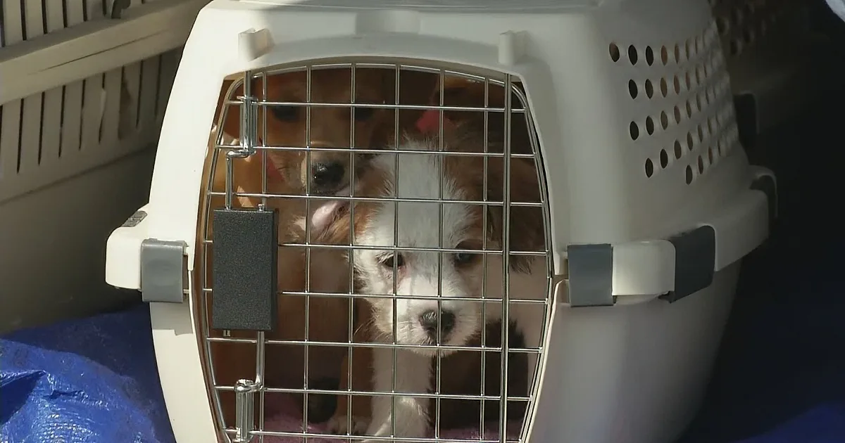 When She Realizes the Fate of This Puppy, She Loses Control and Breaks Down in Tears!