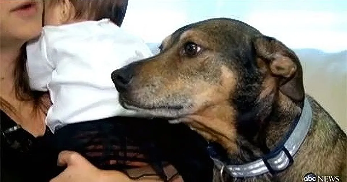 A dog is being held by a person while looking at a baby in their arms.