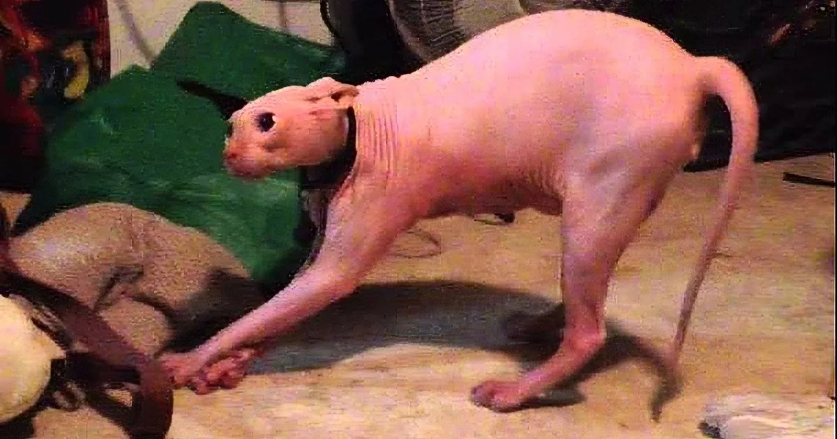 A hairless cat with a pinkish hue stands on a carpeted floor, surrounded by toys and furniture.