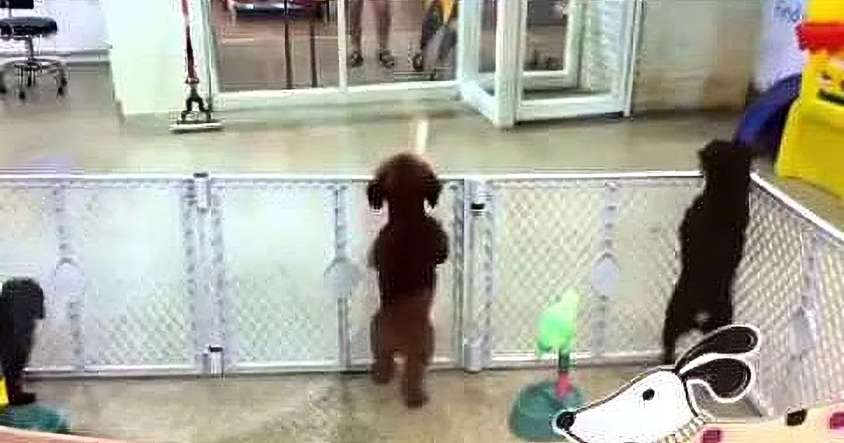 They Had a Hidden Camera Setup, When This Dog Did Something That Had Them All Laughing for Hours!