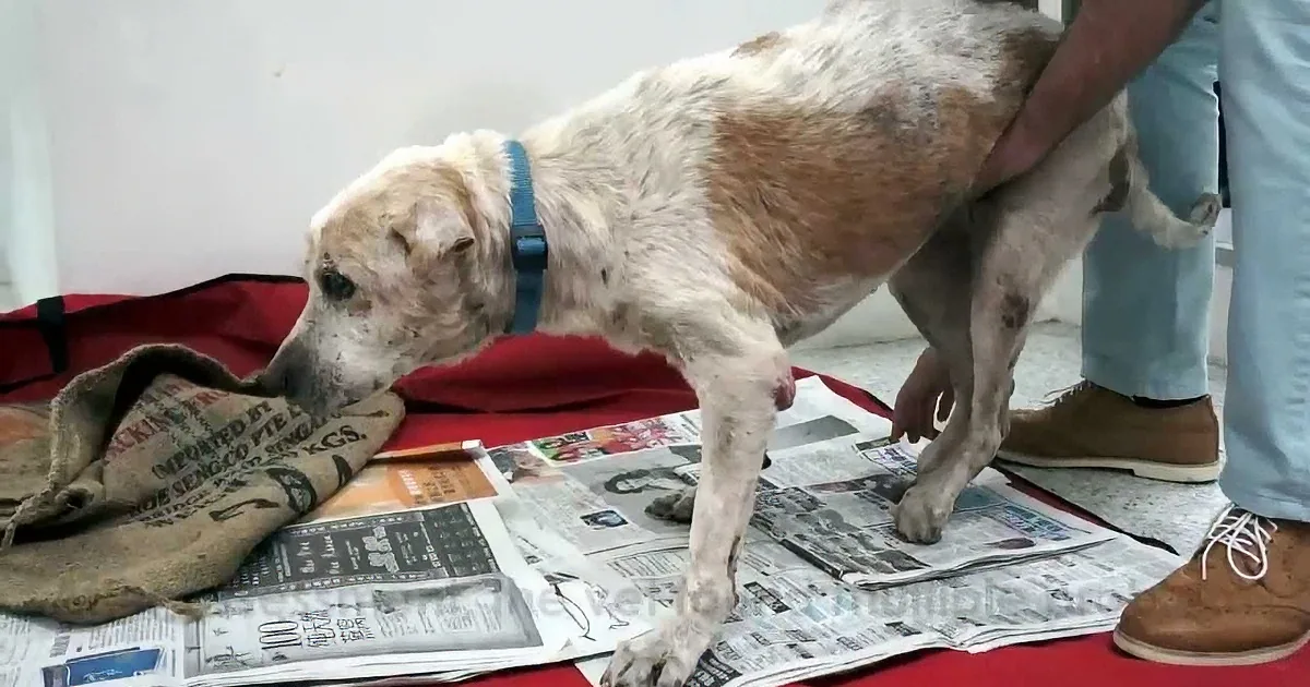 This Stray Dog Had One Last Wish Before Death! but When They Gave It to Him, I Couldn''t Stop Sobbing!