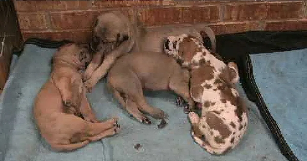 Four puppies, two light brown and two with white spots, are sleeping together on a blue mat against a brick wall.