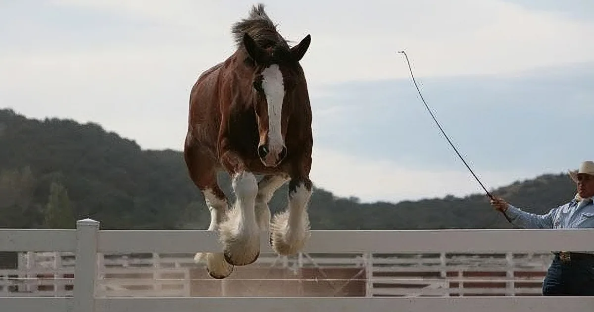 A horse with a white blaze leaps over a fence, with a person holding a stick in the background.