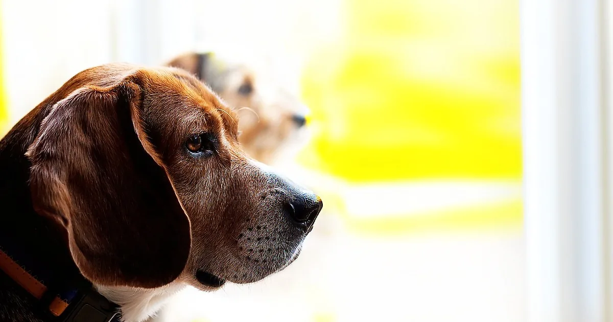 This Is Why God Made Dogs. Here's a Video Every Dog Lover Should See.