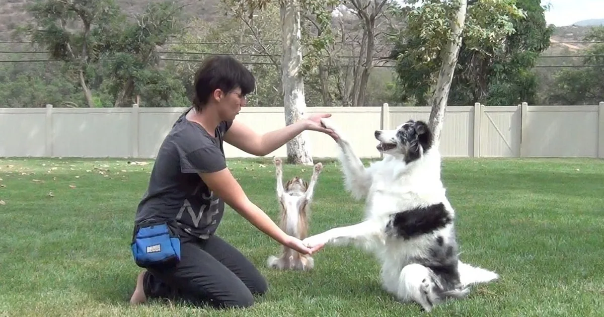 A person is training a white and black dog to high-five in a grassy backyard.