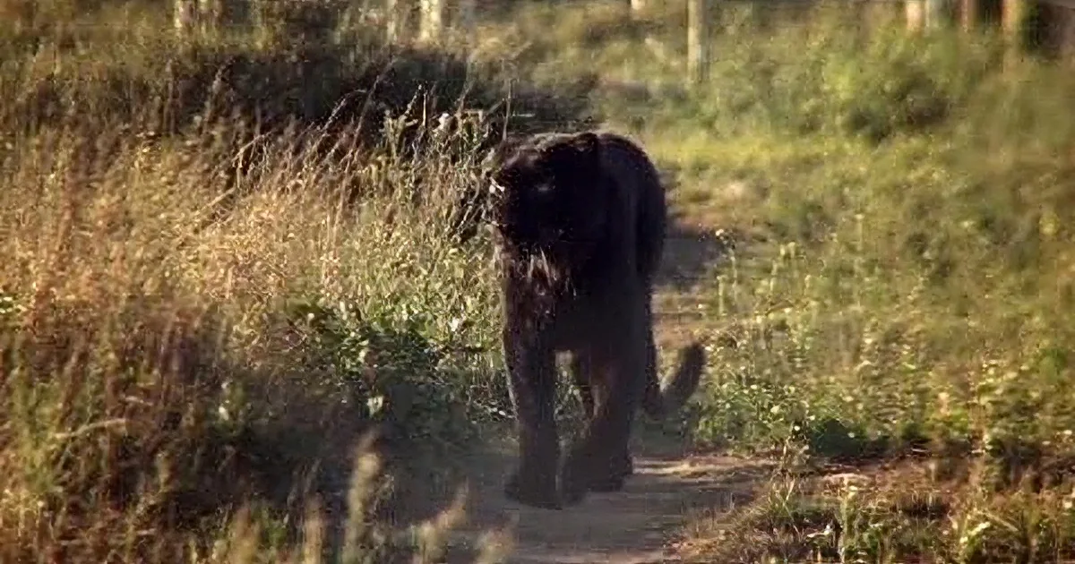 A black panther walks through tall grass and dirt in a natural setting.
