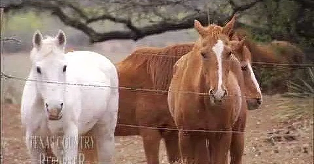 A white horse stands in front of a group of brown horses behind a wire fence in a rural setting.