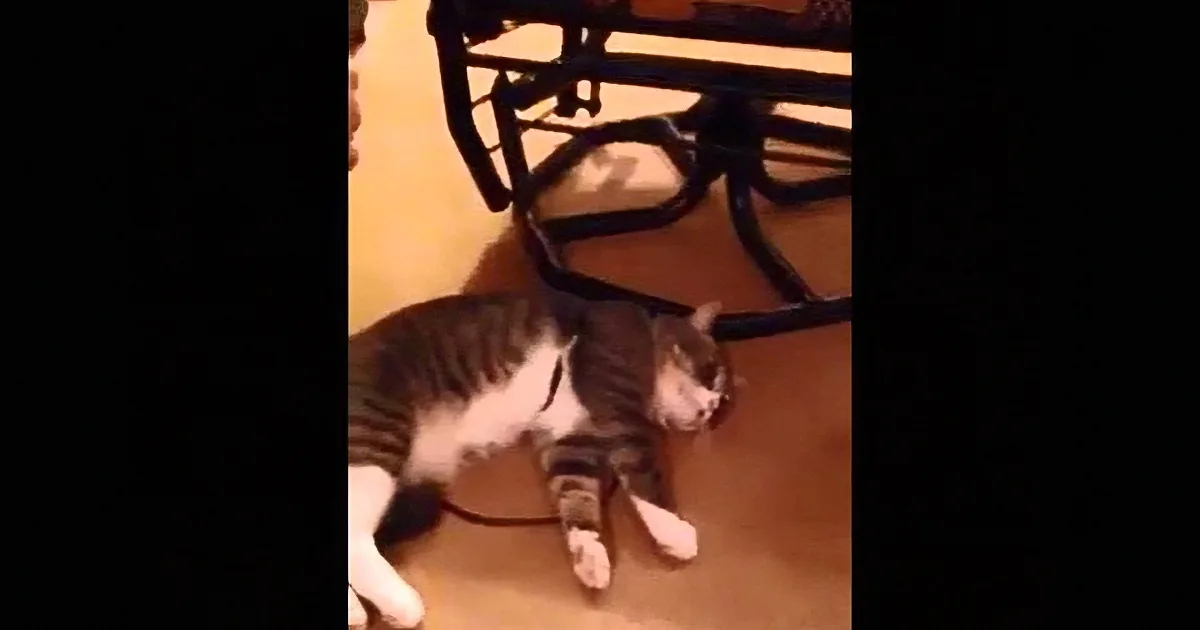 A cat is lying on its side on a wooden floor, appearing to be asleep.