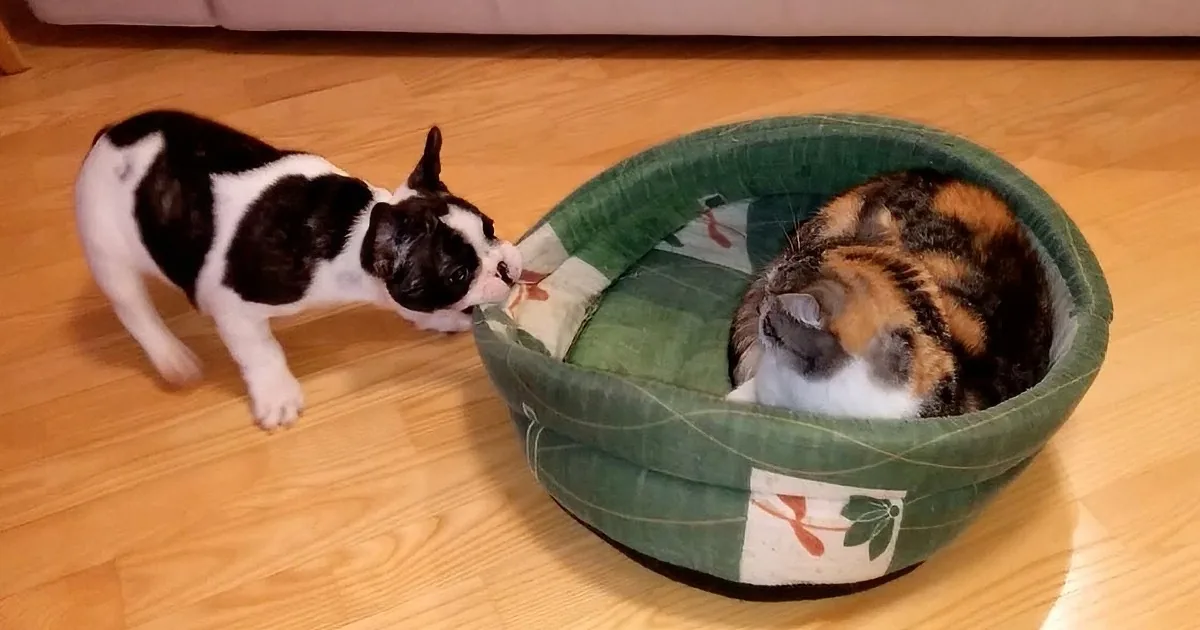 A Boston Terrier puppy stands near a calico cat curled up in a green pet bed on a wooden floor.