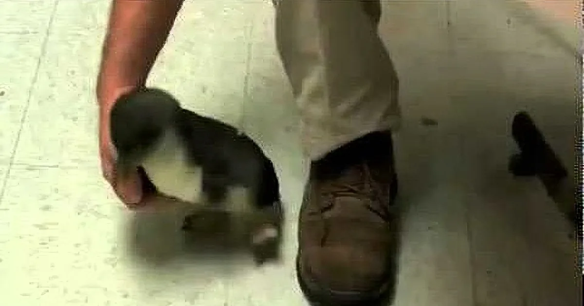 He Tickled a Baby Penguin. I Couldn''t Hide My Smile When I Saw the Little Guy''s Reaction... Aww!