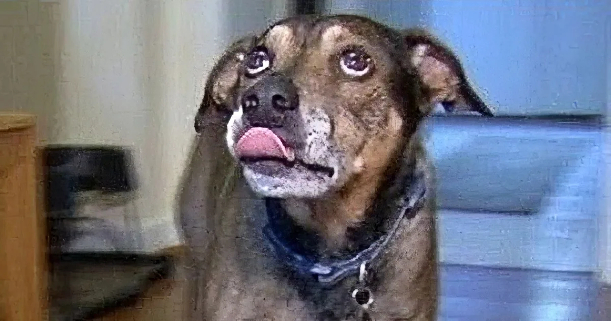 A dog with a surprised expression, tongue out, and a chain collar, looking up.