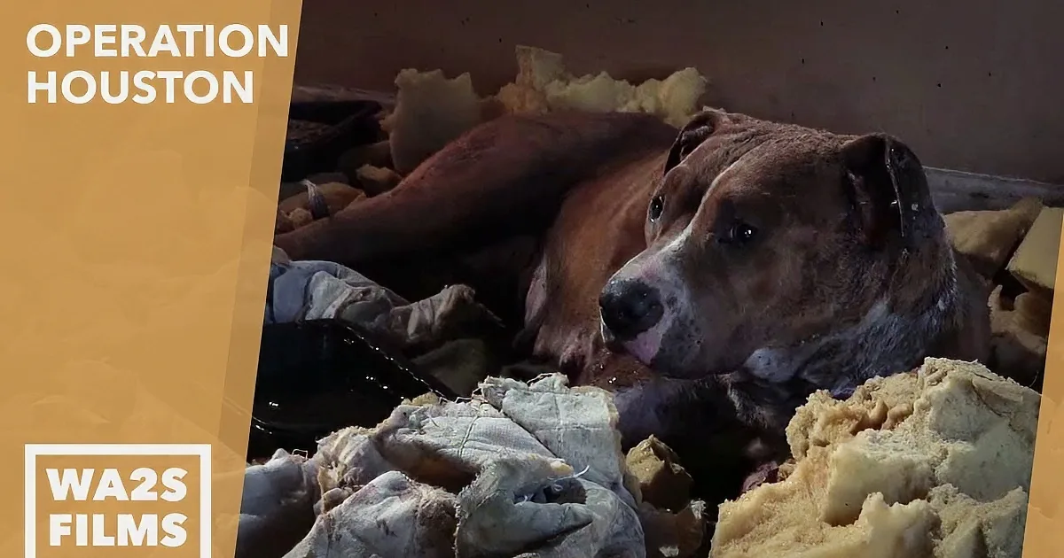 A dog lies amidst a pile of bread and other food scraps.
