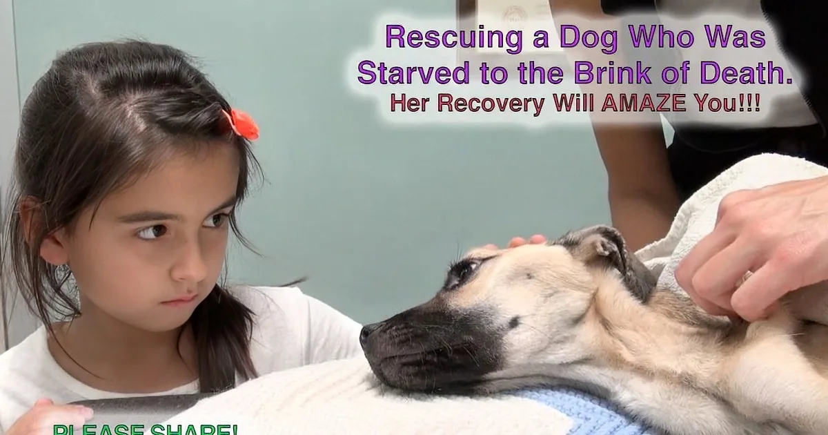 A girl watches as a dog, recovering from starvation, is being cared for by a person.