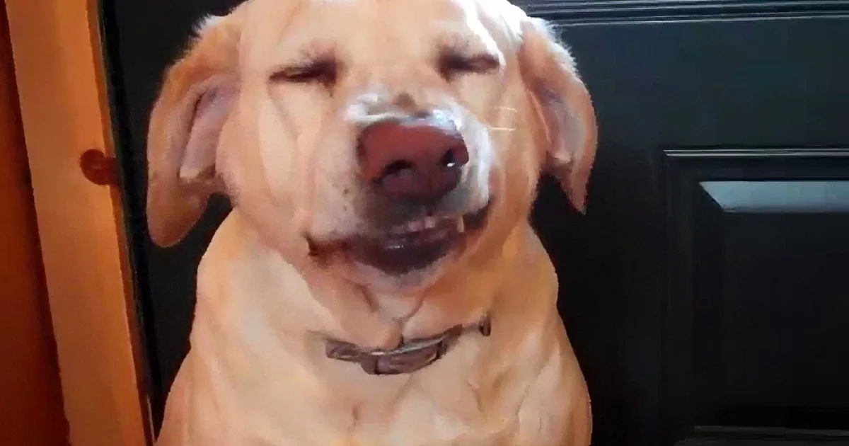 A golden retriever dog is smiling widely with its eyes closed, showing its teeth and tongue.