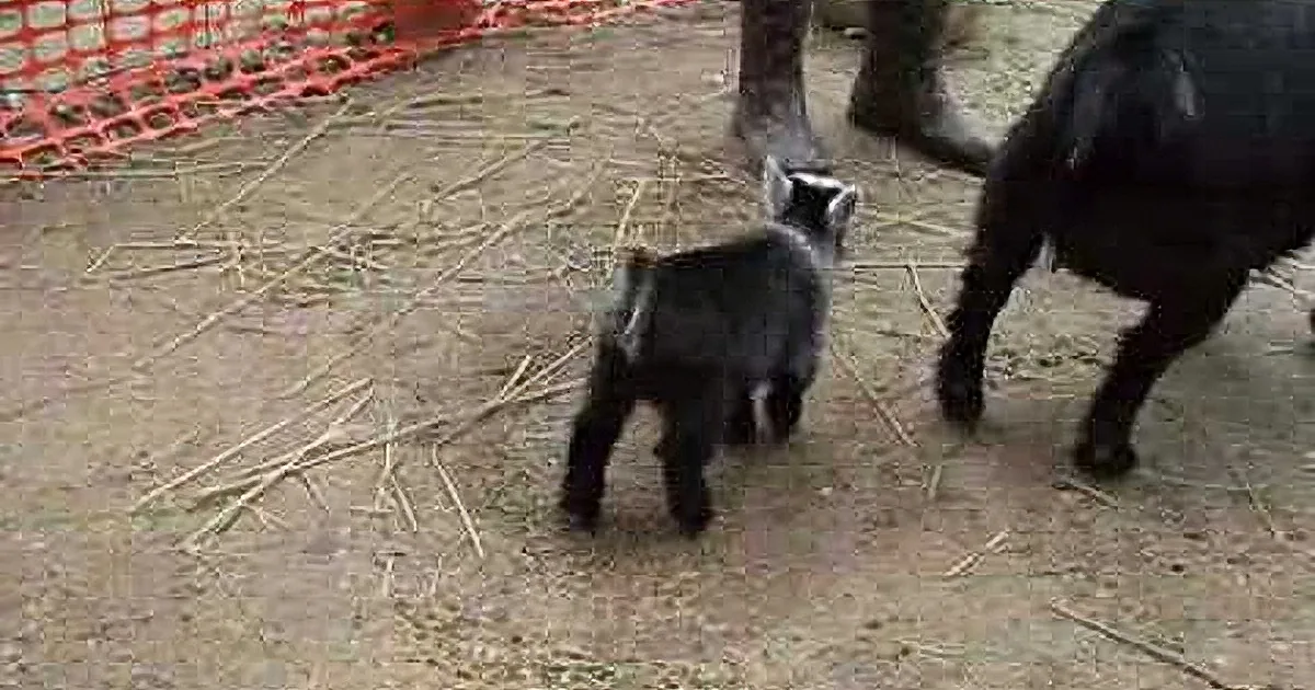 A small black and white raccoon stands on dirt ground, surrounded by hay and a red netting fence.