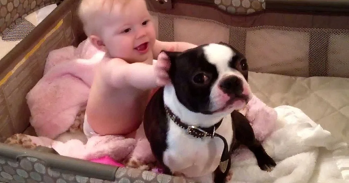 A baby and a Boston Terrier are in a playpen, with the baby holding the dog's ear and both looking at the camera.
